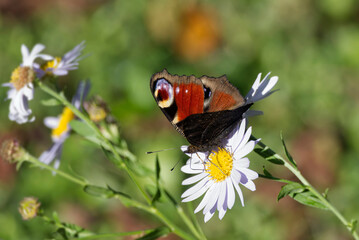 European peacock butterfly (Aglais io) sitting on a daisy in Zurich, Switzerland