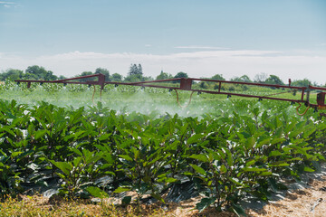 Eggplant field irrigated by a pivot sprinkler system