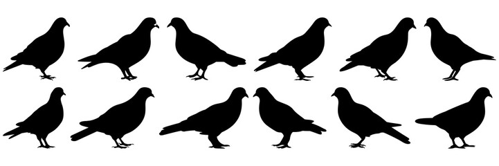 Pigeon silhouettes set, large pack of vector silhouette design, isolated white background
