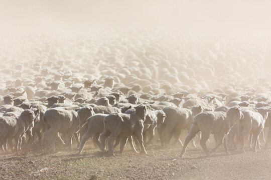 A mob of merino sheep in dusty paddock