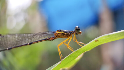 dragonfly on a green leaf