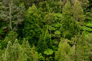 Lush Wall of Mountain Trees