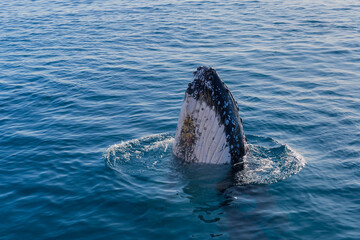 Humpback whale mugging boat in glassy water