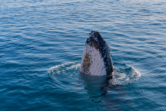 Humpback whale mugging boat in glassy water