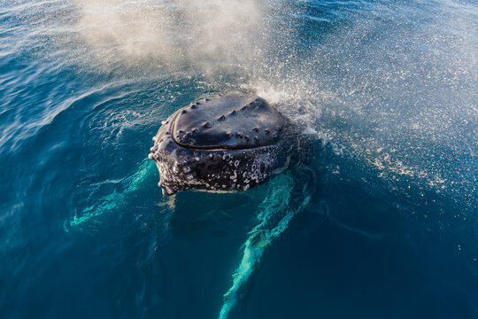 Humpback whale mugging boat in a glassy ocean