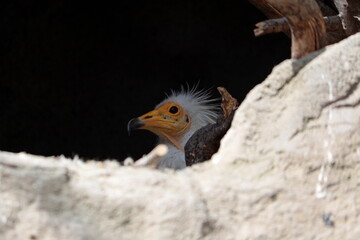 The Egyptian vulture (Neophron percnopterus) is a small Old World vulture.