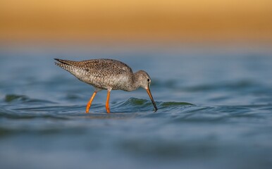 Spotted Redshank (Tringa erythropus) is a bird that lives in wetlands in Asia, Africa, Europe and the Americas. It feeds on aquatic invertebrates.