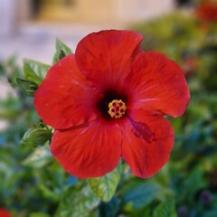 red poppy flower