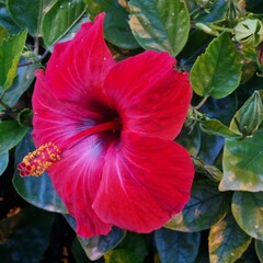 red hibiscus flower