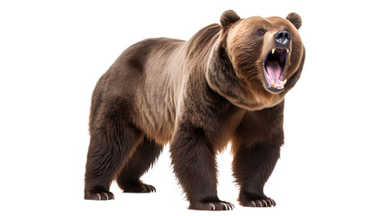 happy grizzly bear. Isolated on Transparent background. - obrazy, fototapety, plakaty