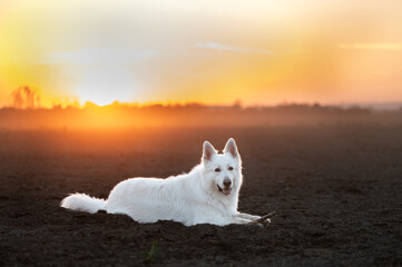 Beautiful portrait of the Swiss shepherd dog in the field at sunset