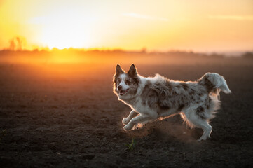 Portrait of the red merle young border collie on the field at sunset is playing and jumping