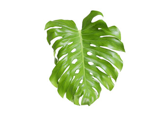 Monstera leaf with white isolated background © paladin1212