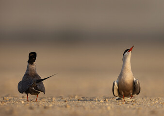 Courtship dance of White-cheeked Terns at Tubli, Bahrain