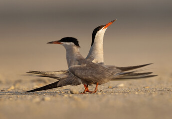 Courtship dance of White-cheeked Terns at Tubli, Bahrain, Selective focus on back