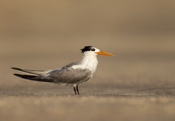 Closeup of a Lesser Crested Tern at tubli, Bahrain