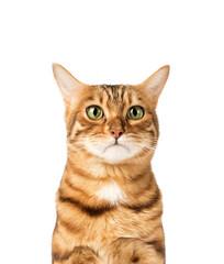 Sad or upset face of a domestic cat on a white background.
