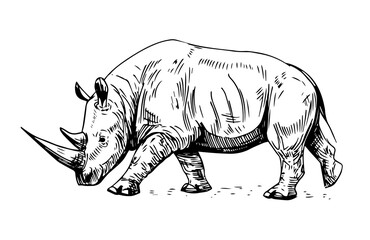 Rhinoceros vector sketch. Hand drawn illustration on transparent background