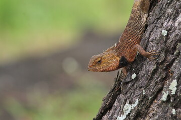 Oriental garden lizard relaxing on a tree branch