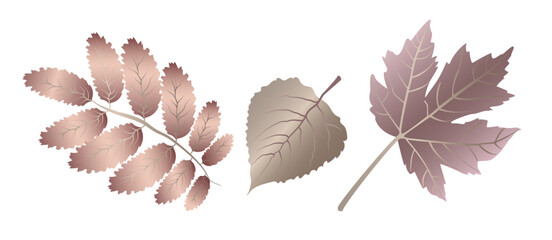 Autumn detailed veined maple and walnut leaves, leaf vein, in unusual metallic colors on a white background.
