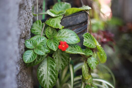 Lady palm or Bamboo palm (Green Episcia cupreata) or Green Episcia cupreata (Hook.) Hanst) Episcia cupreata is a plant species in the family Gesneriaceae that is found from Central America.