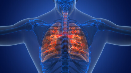 Human Respiratory System Lungs Anatomy