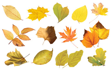 Collection autumn falling leaves isolated on transparent background.