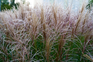 ornamental grass, wind