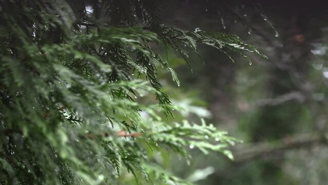 Rain dripping off cedar tree branch
