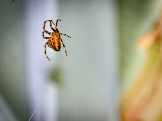 Close-up view of an Orb Weaver spider on an unfocused gray background