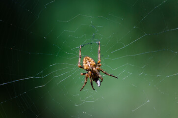 Close-up above view of an Orb Weaver Spider on its web with a green background