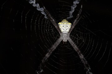Banana spider on web (Argiope Appensa)