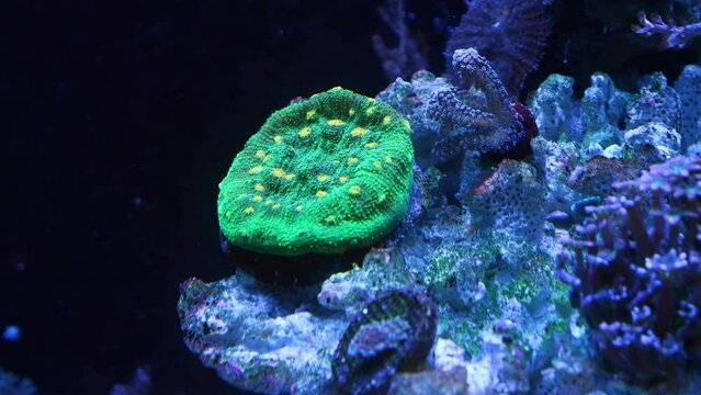 space invader chalice coral frag in stress, fluorescent animal polyp grow on live rock bottom, expensive demanding pet, LED actinic blue low light, nano reef marine aquarium detail, macro concept