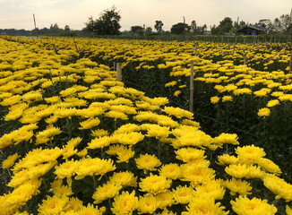The fresh chrysanthemum row are ready to harvest.