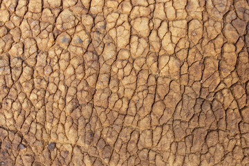 Cracked and wrinkled brown texture, spongy consistency, soft focus