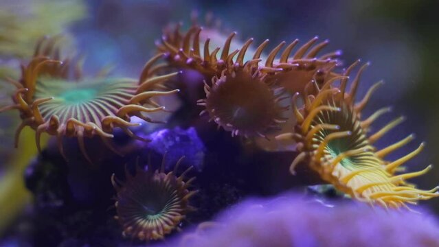 frag colony of zoanthid possibly Zoanthus sociatus, fluorescent polyp move in laminar flow, active animal grow in nano reef marine aquarium, popular demanding pet, blue LED low light, beautiful bokeh