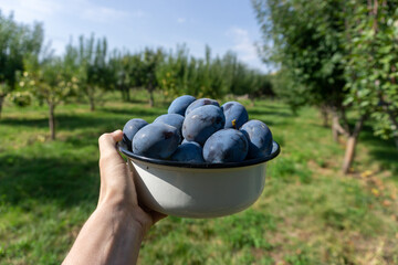 Ripe plums in a bowl in the hands