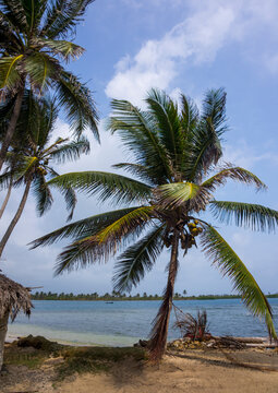 Panama, San Blas Islands, Mamitupu, Tropical Kuna Tribe Island In The Caribbean