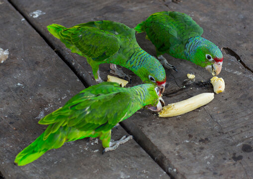 Panama, Darien Province, Puerta Lara, Green Parrots Eating Banana In Wounaan Tribe