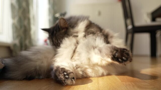 Domestic cat licks itself on parquet floor house under sun