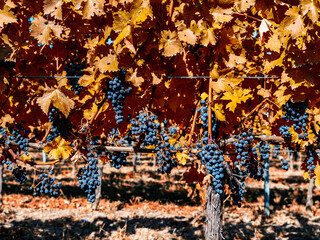 blue merlot grapes in autumn vineyard