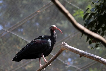 Portrait of a Northern Bald Ibis (Geronticus eremita), endangered species.
