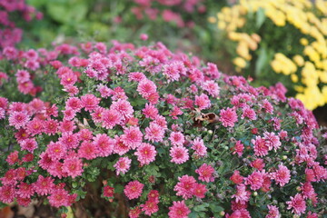 The muns are a seasonal flower for autumn.