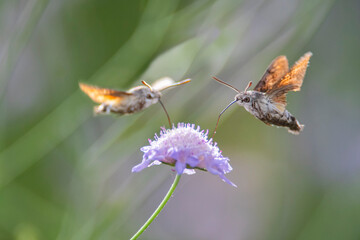 falena sfinge gallio