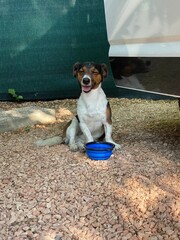Kleiner Hund im Sommer mit Wasser