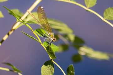 A Dragonfly, damselfly, sitting on a green leaf. Like dragonflies, damselflies are of the order...