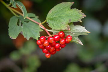 Red Guelder-Rose Berries Hanging from a Tree