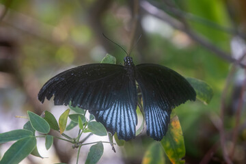 Great Mormon Butterfly / Papilio Memnon Wings Spread on Leaves