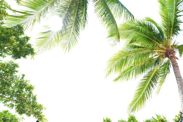Coconut trees for summer travel decoration on white background. With clipping path