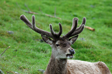 Cerf elaphe,  Cervus elaphus , Bois en velour